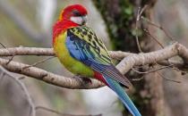 超级鹦鹉的简介 超级鹦鹉的产地