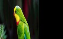 超级鹦鹉如何繁殖？超级鹦鹉的饲养方法