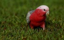 粉红胸凤头鹦鹉如何繁殖？粉红胸凤头鹦鹉的饲养方法