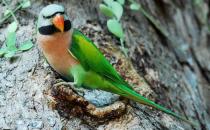 大绯胸鹦鹉的产地 大绯胸鹦鹉的简介