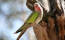 公主鹦鹉产地产自哪里？公主鹦鹉的简介