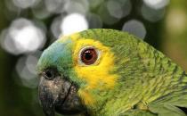 帝王亚马逊鹦鹉的简介 帝王亚马逊鹦鹉的产地