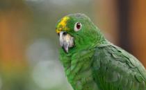 帝王亚马逊鹦鹉应该如何饲养？