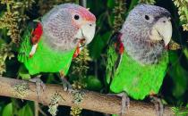 海角鹦鹉怎么繁殖？海角鹦鹉的饲养方法