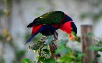 黑顶吸蜜鹦鹉的简介 黑顶吸蜜鹦鹉的产地