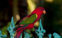 喋喋吸蜜鹦鹉的简介 喋喋吸蜜鹦鹉的产地