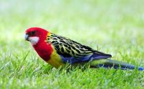 东玫瑰鹦鹉的简介 东玫瑰鹦鹉的产地