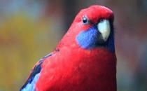 东玫瑰鹦鹉的饲养方法 东玫瑰鹦鹉的繁殖方法