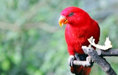 红色吸蜜鹦鹉的饲养方法 红色吸蜜鹦鹉的价格