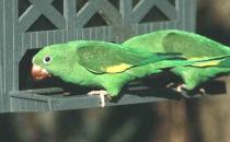 黑帽锥尾鹦鹉的体型 黑帽锥尾鹦鹉的饲养方法