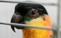 黑头凯克鹦鹉是什么？黑头凯克鹦鹉的生活习性