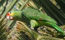 红额金刚鹦鹉的产地 红额金刚鹦鹉的简介