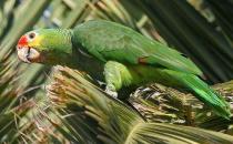 红额亚马逊鹦鹉的饲养方法 红额亚马逊鹦鹉的价格