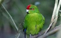 红额鹦鹉的产地 红额鹦鹉的简介