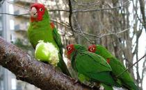 红面具锥尾鹦鹉简介 红面具锥尾鹦鹉的生存环境