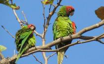 红面具锥尾鹦鹉的饲养方法 红面具锥尾鹦鹉的价格