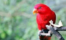 红色吸蜜鹦鹉的饲养方法 红色吸蜜鹦鹉的价格