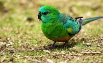 红腰鹦鹉产自哪里？红腰鹦鹉的简介