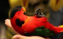 黄兜吸蜜鹦鹉的简介 黄兜吸蜜鹦鹉产地