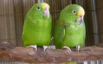 黄颈亚马逊鹦鹉的寿命 黄颈亚马逊鹦鹉的价格