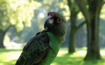 贾丁氏鹦鹉的饲养方法 贾丁氏鹦鹉的繁殖方法