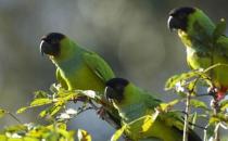 金色锥尾鹦鹉的产地 金色锥尾鹦鹉的简介