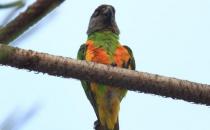 金色锥尾鹦鹉的饲养方法 金色锥尾鹦鹉的价格