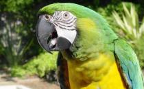 军舰金刚鹦鹉的简介 军舰金刚鹦鹉的产地