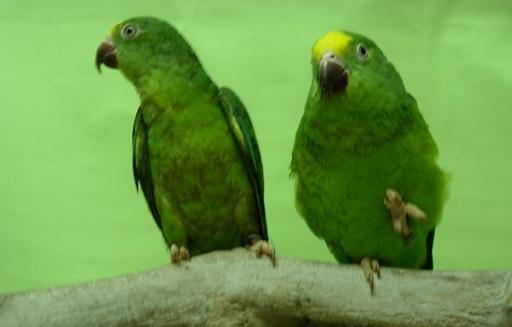 鳞头鹦鹉的饲养方法 鳞头鹦鹉的价格 动物百科