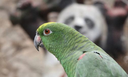绿颊锥尾鹦鹉的外形特征 绿颊锥尾鹦鹉的简介