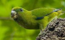 快速鹦鹉的简介 快速鹦鹉的产地