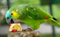 蓝顶亚马逊鹦鹉产自哪里？蓝顶亚马逊鹦鹉的简介