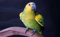 蓝顶亚马逊鹦鹉的价格 蓝顶亚马逊鹦鹉饲养方法