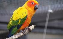 蓝冠锥尾鹦鹉的产地 蓝冠锥尾鹦鹉的简介