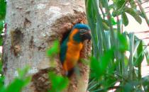 蓝喉金刚鹦鹉是什么？蓝喉金刚鹦鹉的产地