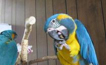 蓝喉金刚鹦鹉的饲养方法 蓝喉金刚鹦鹉的价格