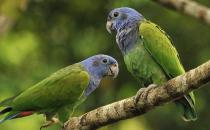 蓝头金刚鹦鹉的饲养方法 蓝头金刚鹦鹉的价格