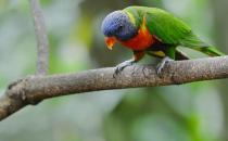 蓝头鹦鹉是怎样的？蓝头鹦鹉的产地