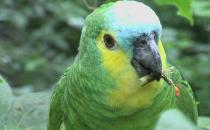 蓝头鹦鹉的饲养方法 蓝头鹦鹉的价格