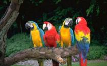 栗额金刚鹦鹉饲养方法 栗额金刚鹦鹉的价格