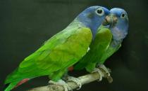 鳞头鹦鹉是怎样的？鳞头鹦鹉的产地