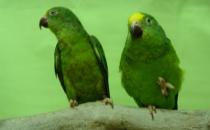 鳞头鹦鹉的饲养方法 鳞头鹦鹉的价格