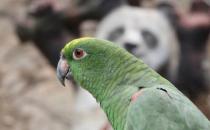 ​绿颊锥尾鹦鹉的外形特征 绿颊锥尾鹦鹉的简介