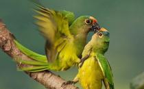 ​绿颊锥尾鹦鹉如何饲养？绿颊锥尾鹦鹉的生活环境