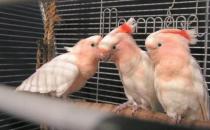 米切氏凤头鹦鹉如何饲养？米切氏凤头鹦鹉的价格