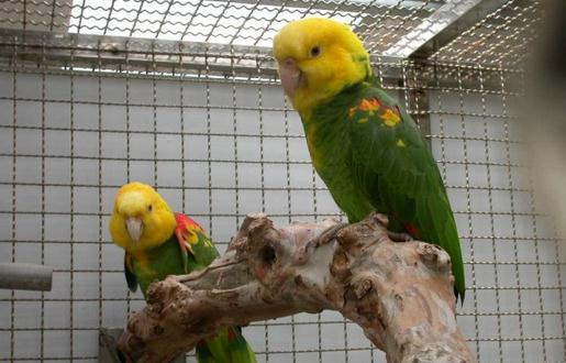 双黄头亚马逊鹦鹉的简介 双黄头亚马逊鹦鹉的产地