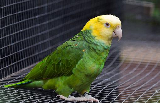 双黄头亚马逊鹦鹉价格 双黄头亚马逊鹦鹉饲养方法