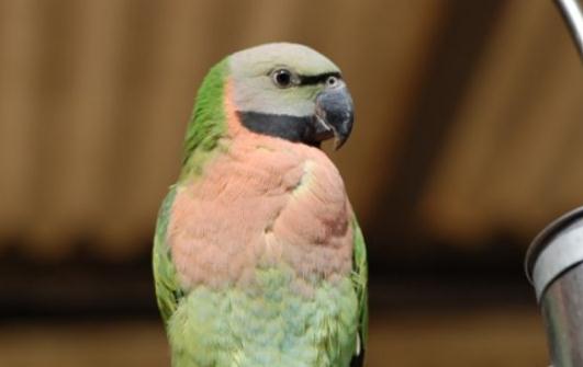 小绯胸鹦鹉的简介 小绯胸鹦鹉的生活习性