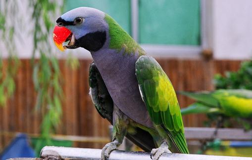 小绯胸鹦鹉应该如何饲养？
