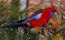 深红玫瑰鹦鹉如何饲养？深红玫瑰鹦鹉的价格